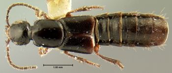 Media type: image;   Entomology 7289 Aspect: habitus dorsal view